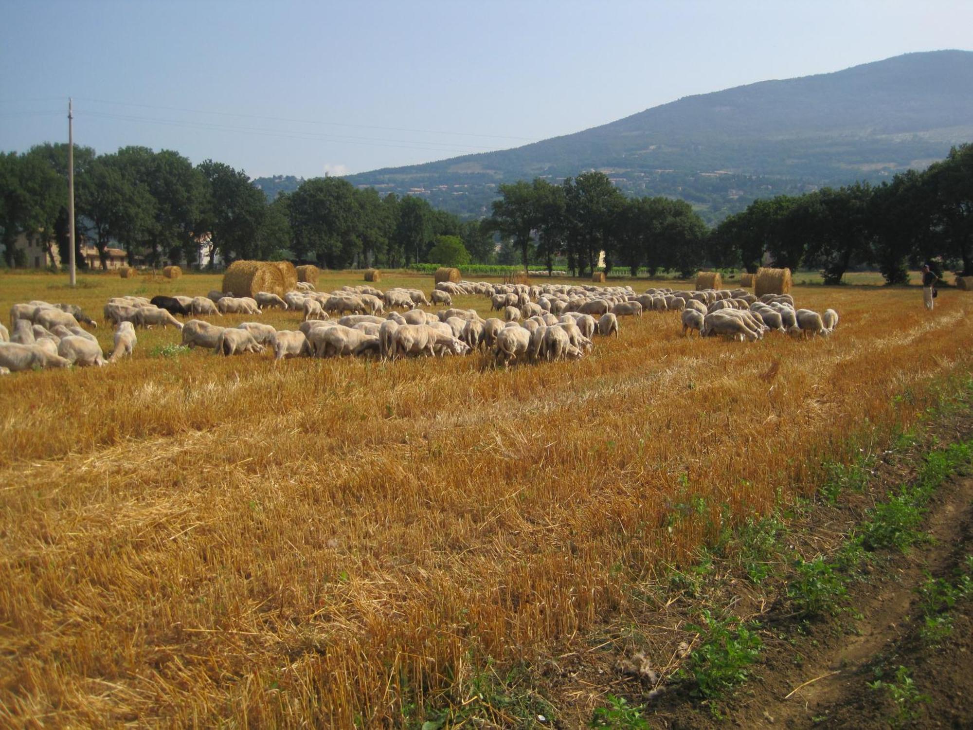 Il Tugurio Agriturismo B&B Rivotorto Exteriér fotografie